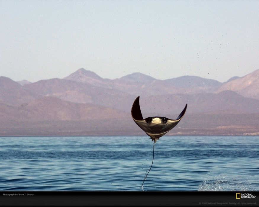 http://bilder.mzibo.net/wp-content/uploads/2010/12/manta-ray-leap-skerry-1070447-xl-875x700.jpg