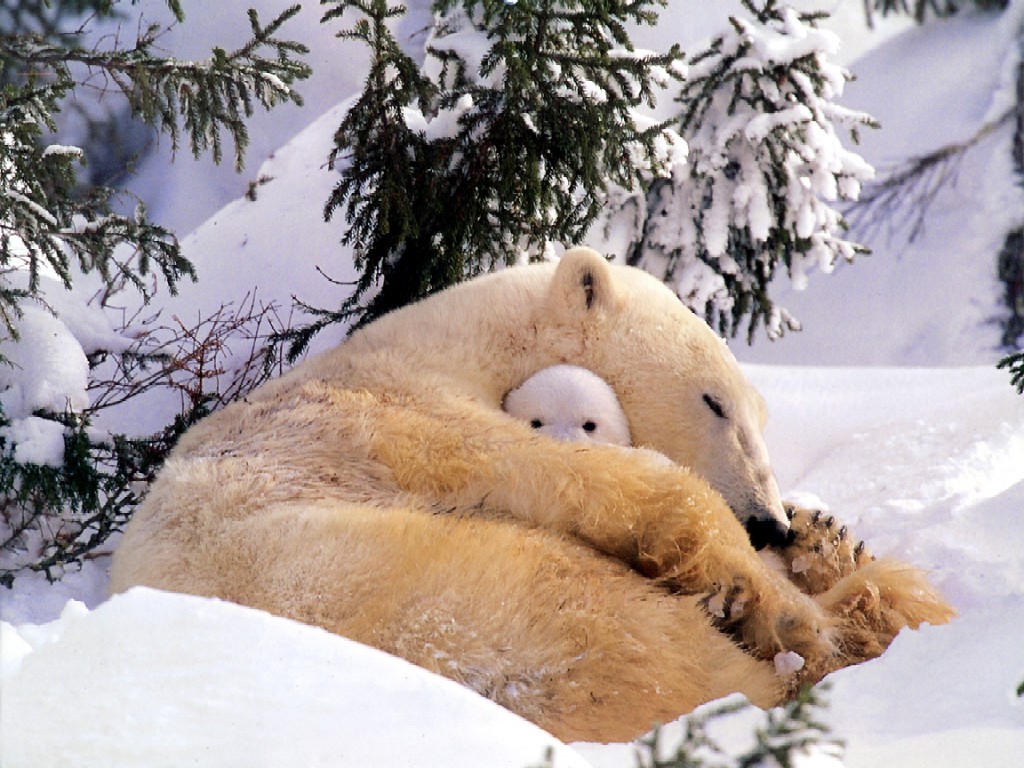 Eisbär mit Baby