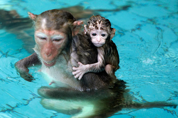 Affenbaby in Wasser