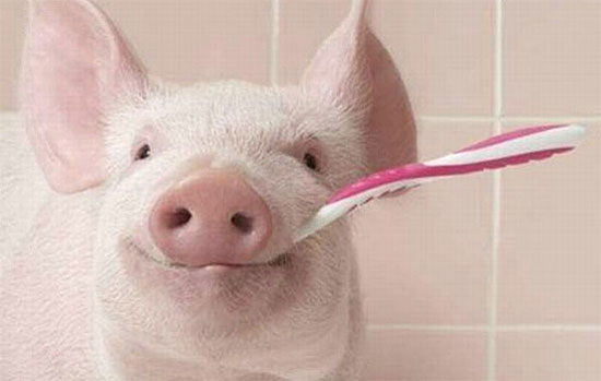 Schwein mit Zahnbürste