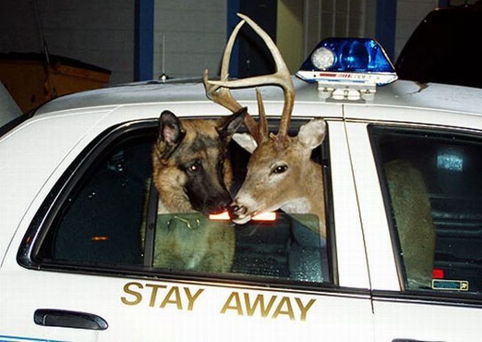 Hund und Hirsch in Polizeiauto