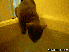 Katze in Badewanne