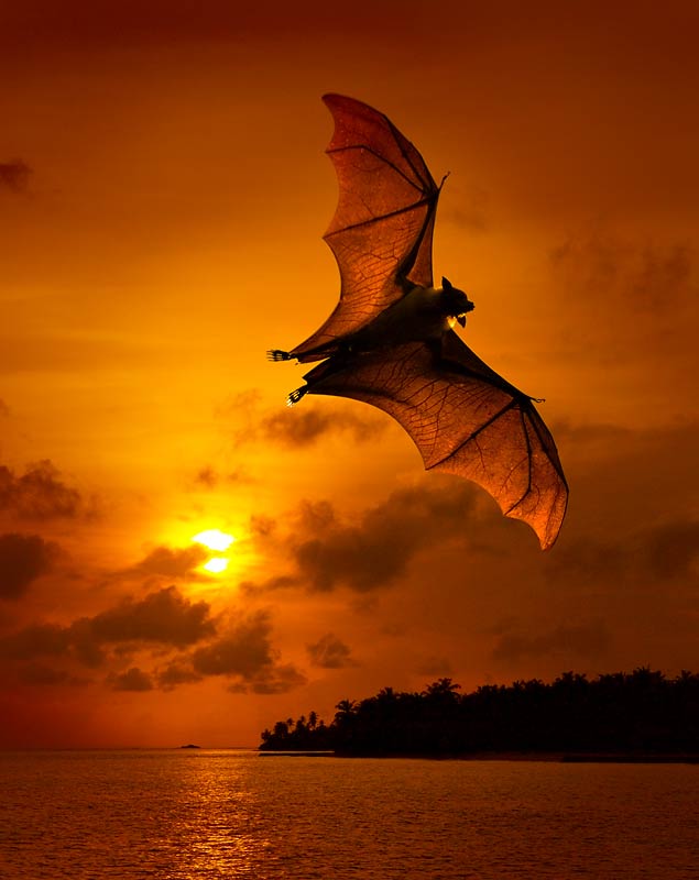 Fledermaus im Sonnenuntergang