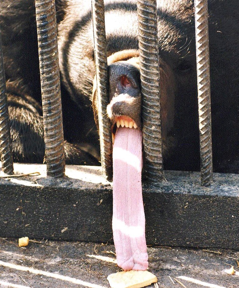 Bär benutzt seine Zunge