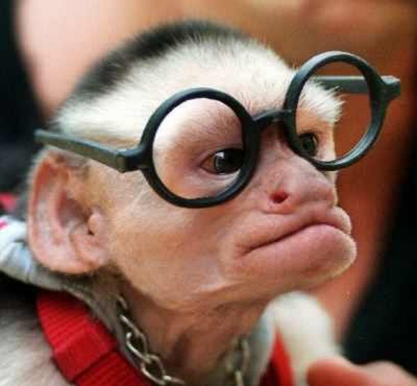 Affe mit Brille