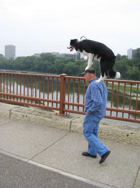 Hund reitet auf Mann