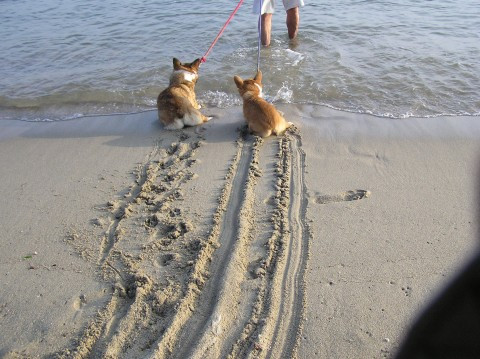 Hunde wollen nicht ins Meer