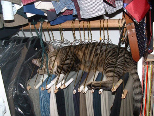 Katze schläft auf Kleiderbügeln