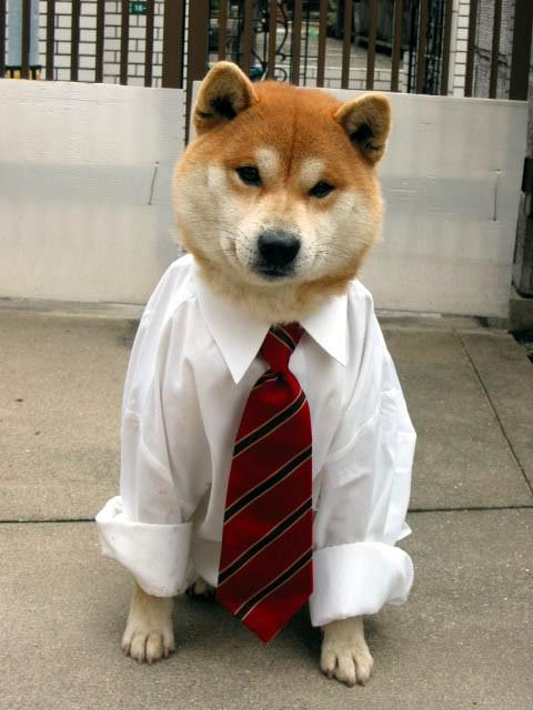 Hund mit Hemd und Krawatte
