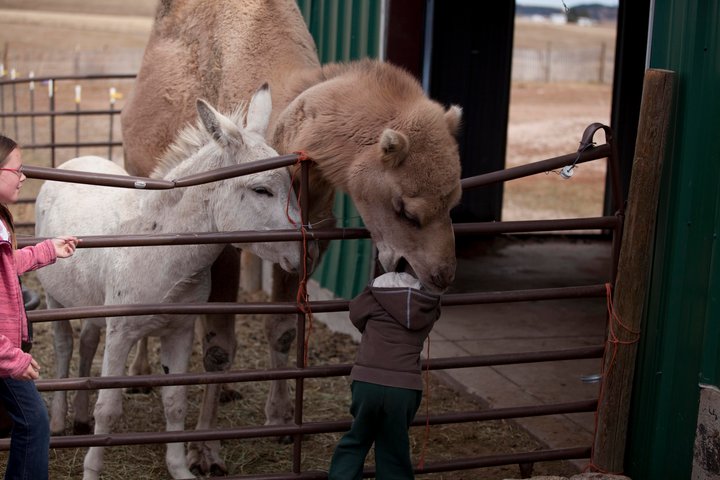 Kamel lutscht Kopf von Kind
