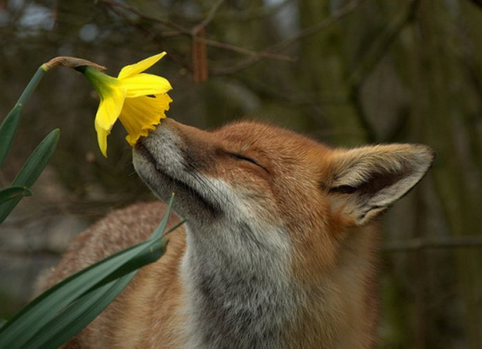 Fuchs riecht an Blume
