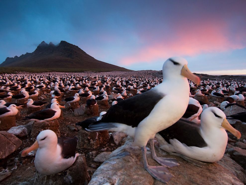 Nistende Albatrosse