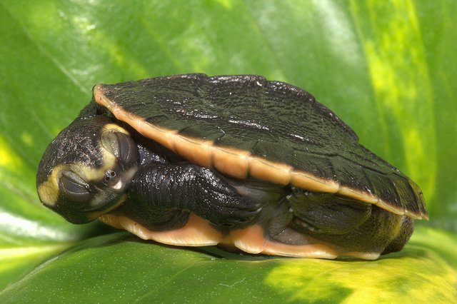 Schlafende Schildkröte