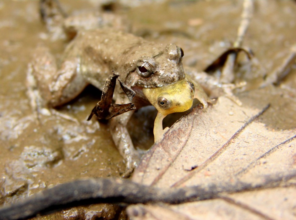 Frosch frisst Frosch Bunte Bilder