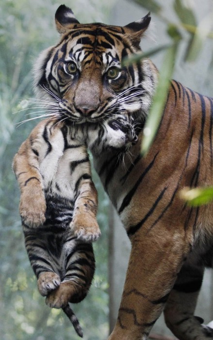 Mama Tiger