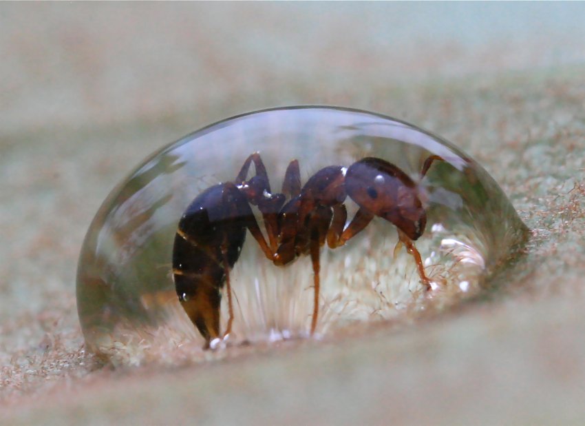 Ameise in Wassertropfen