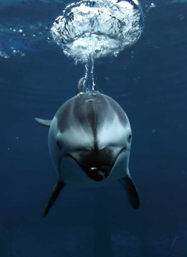 Delfin erzeugt eine Luftblase