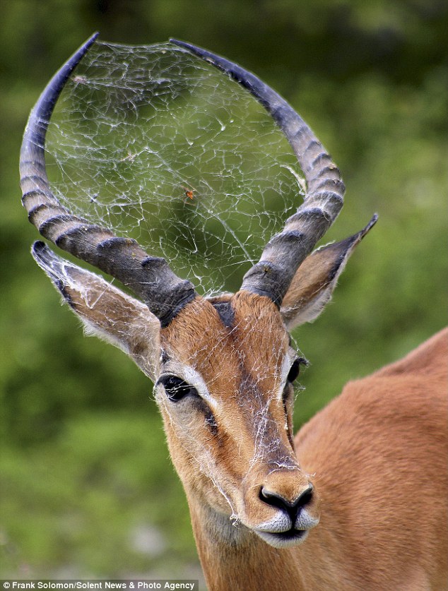 Gazelle mit Spinnennetz