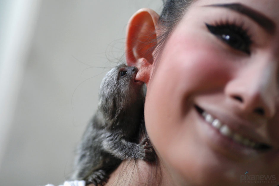 Kleiner Affe beisst Ohr