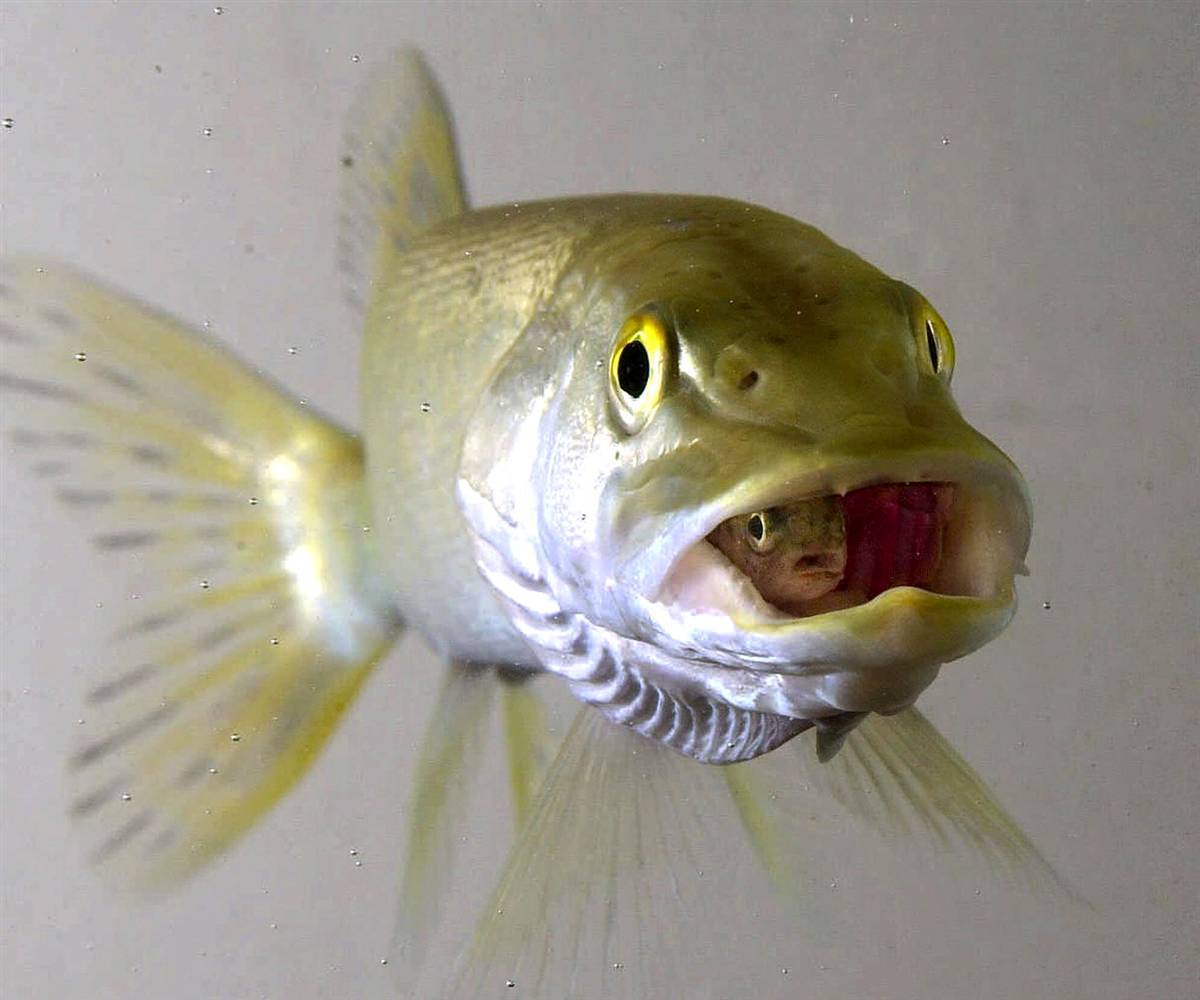 Самая глупая рыба. Патагонский клыкач. Смешные рыбки. Морда рыбы. Самые смешные рыбы.