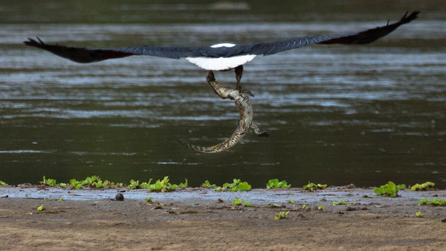 Adler fängt Krokodil