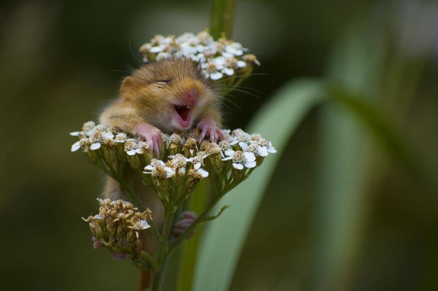 Maus auf Blume