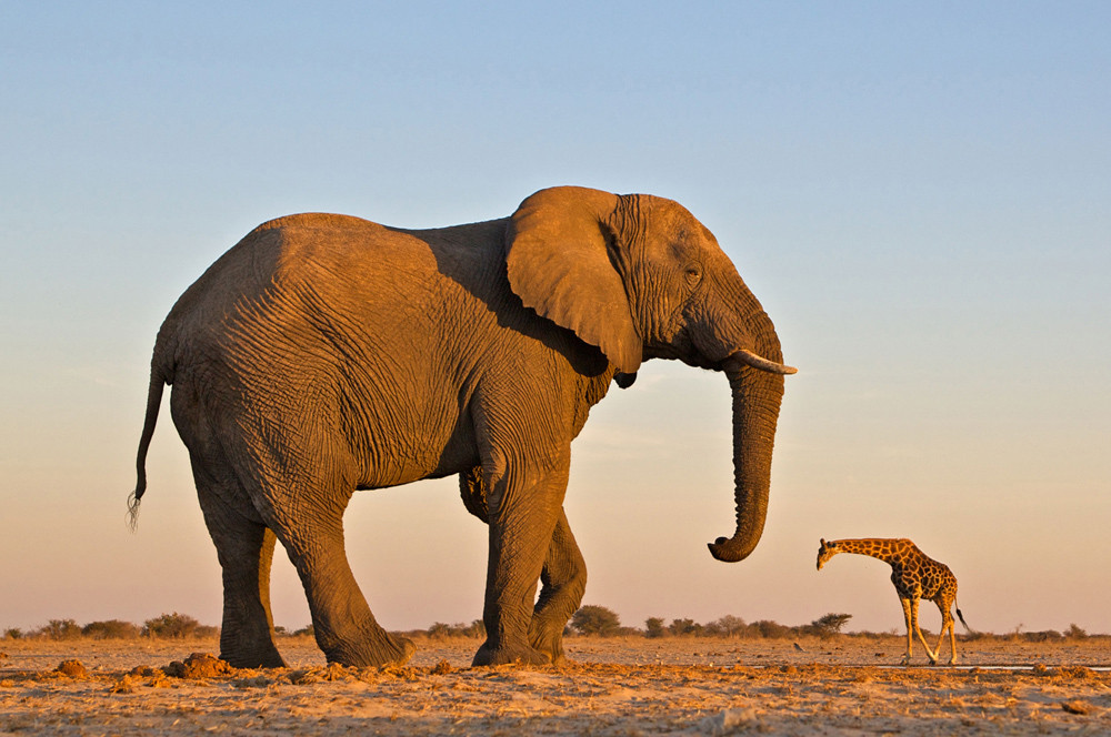 Elefant und Giraffe