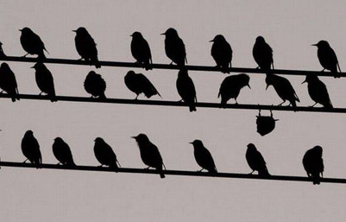 Vögel auf Leitungen