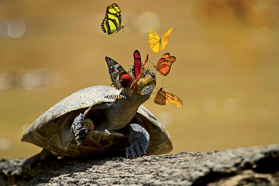Schmetterlinge trinken Schildkrötentränen