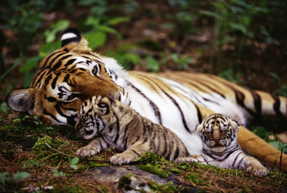 Tigerfamilie