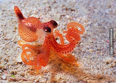 Süßer Oktopus