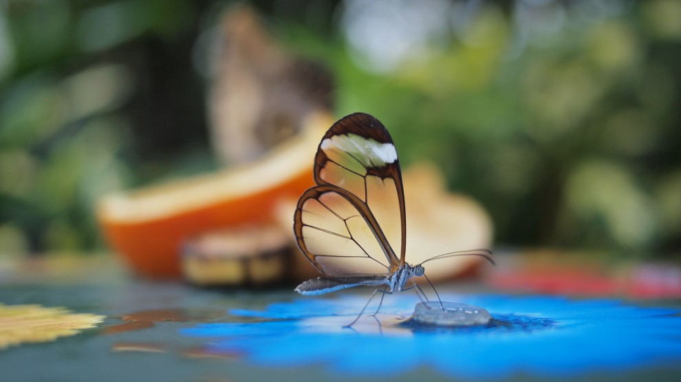 durchsichtiger Schmetterling