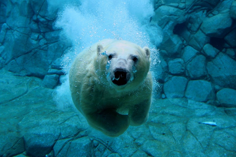 Eisbär beim Tauchen