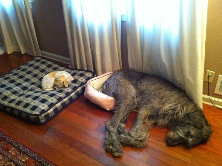 Hunde tauschen Betten