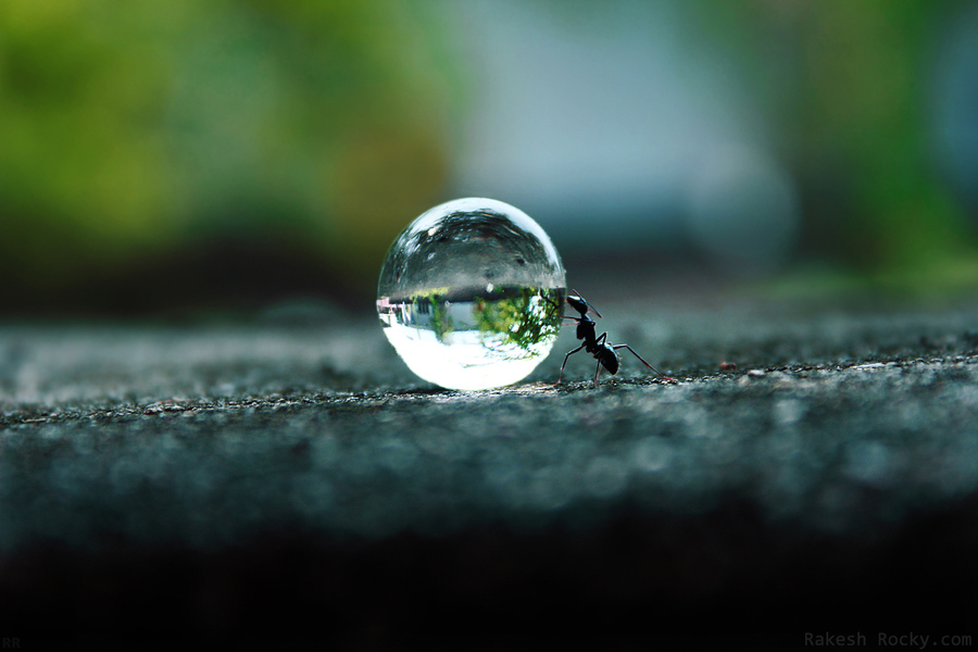 Ameise schiebt einen Wassertropfen