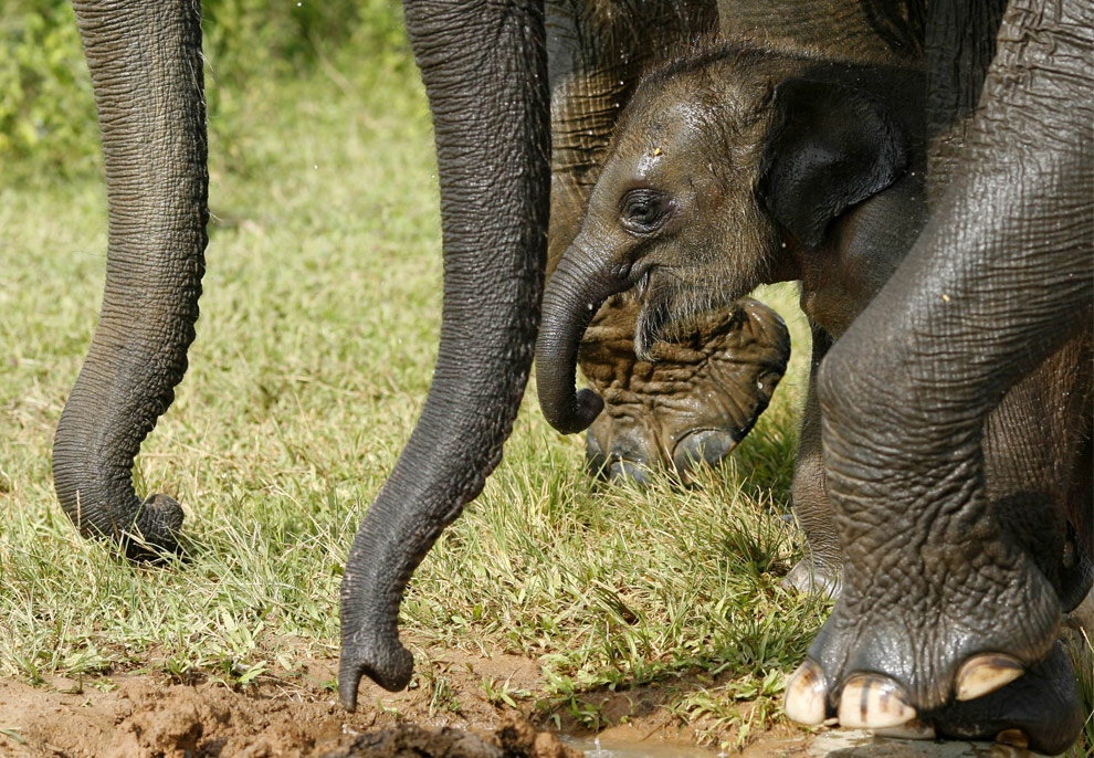 Ramzar, der Babyelefant
