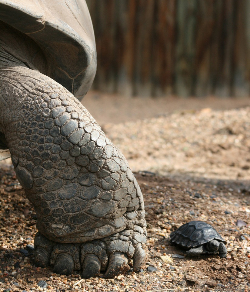 Große und kleine Schildkröte