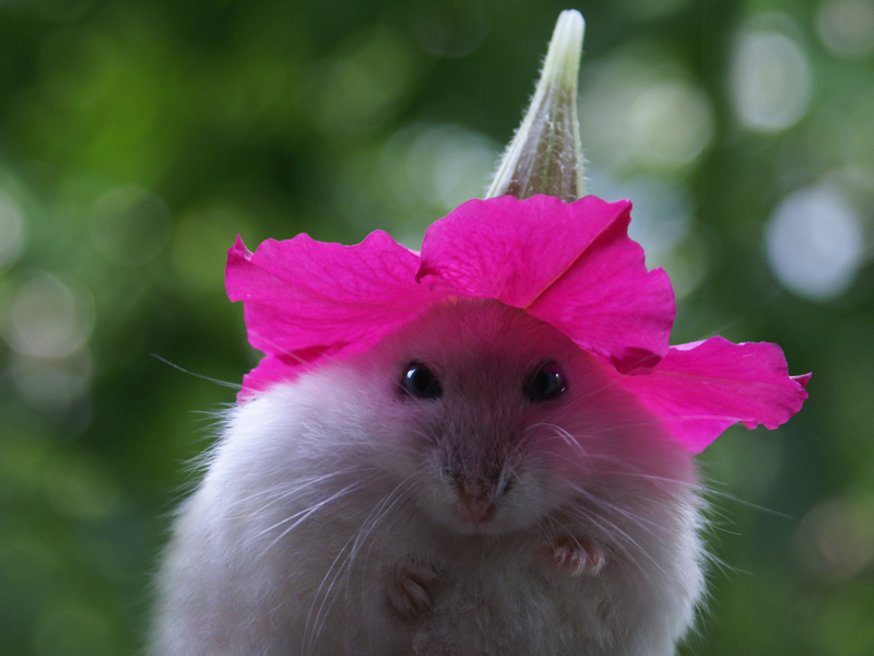 Maus mit Blume auf Kopf