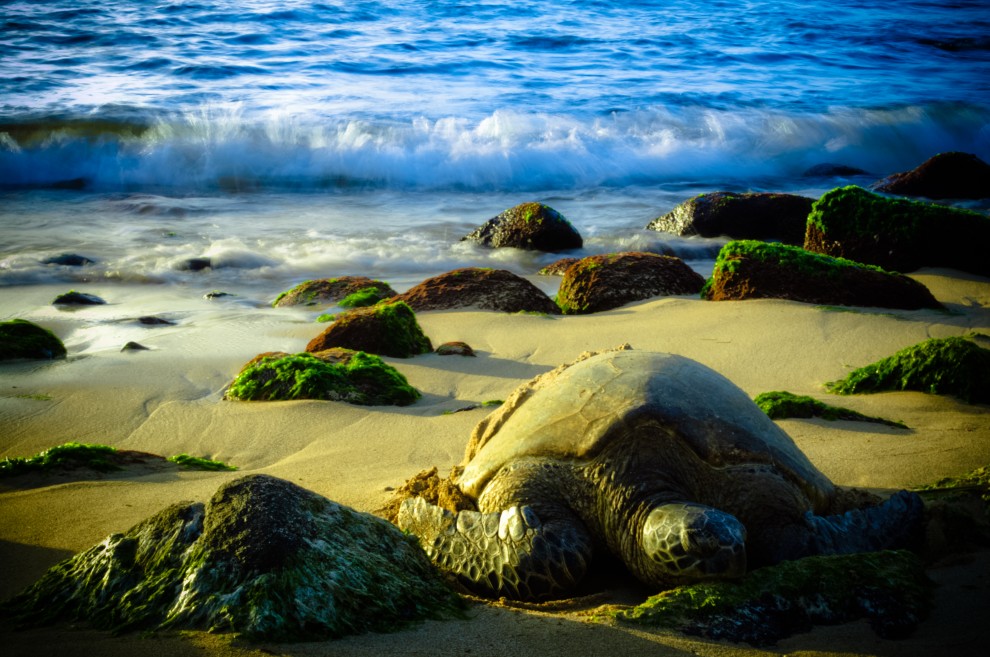 Schildkröte schläft am Strand