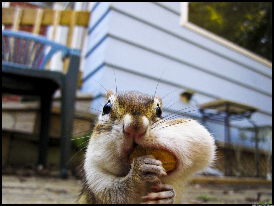 Streifenhörnchen mit Erdnuss