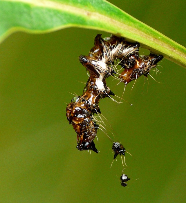 Hässliche Raupe