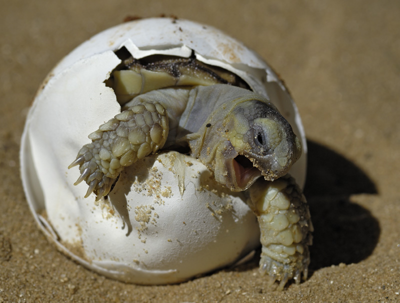 Schildkröte schlüpft aus Ei