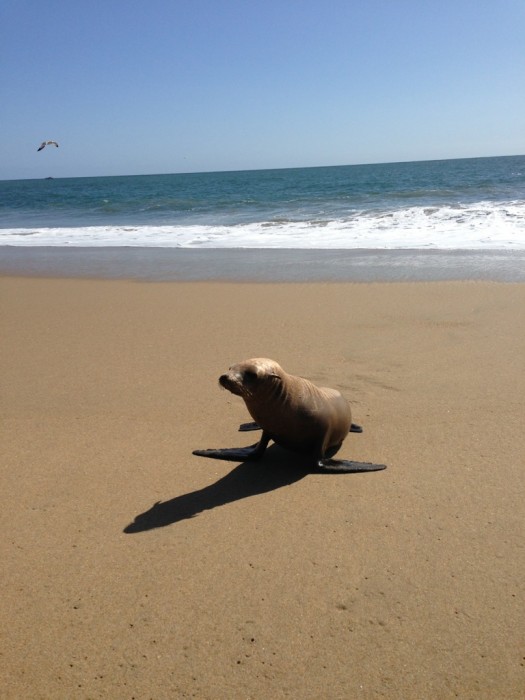 Seehund am Strand