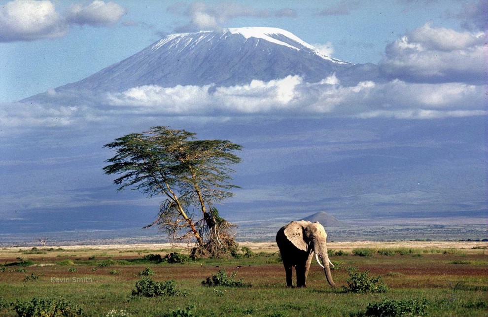Elelfant vor dem Kilimandscharo