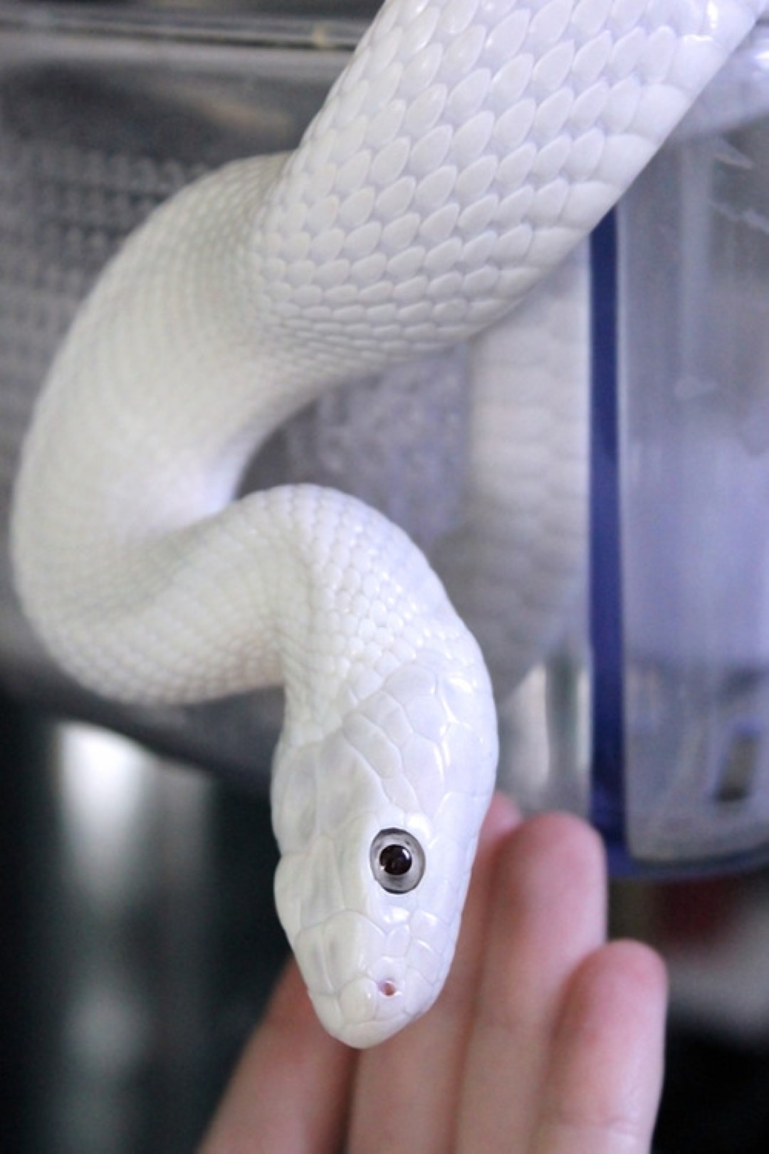 Weiße Schlange – Bunte Bilder