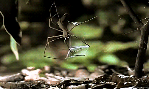 Spinne mit Wurfnetz